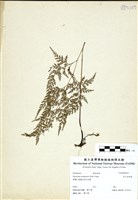 藏品(高山金粉蕨)的圖片